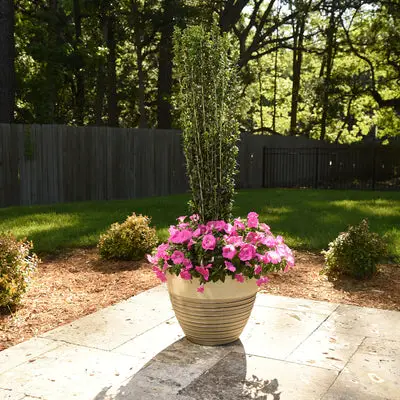 best potted plants for shade in florida