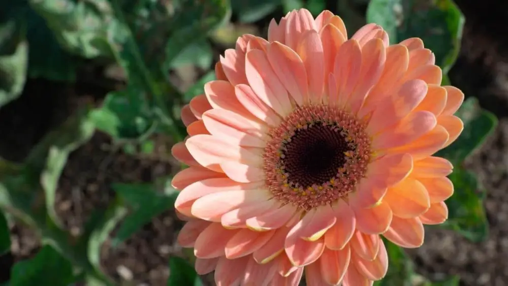 easy care annual flowers blooming year round in florida
