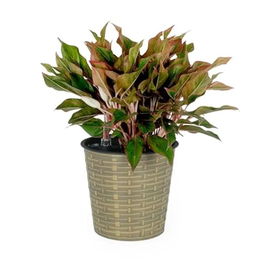 eco friendly planters transform your green space