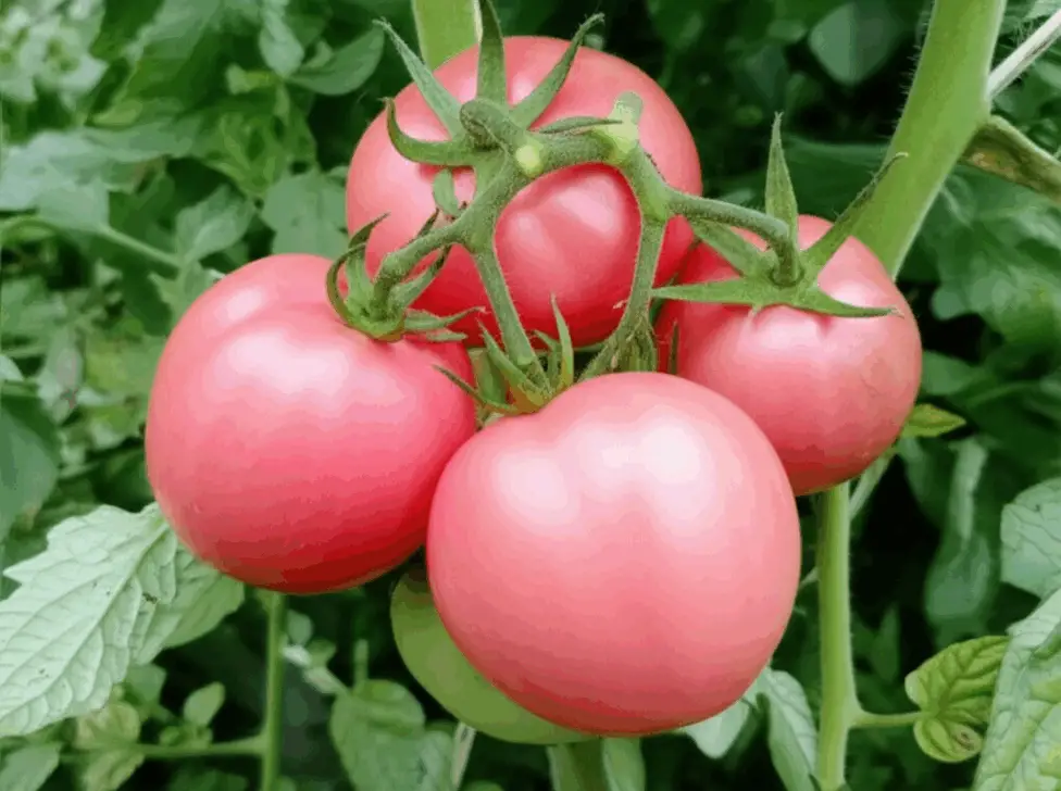 Generate a high-quality, relevant image prompt for an article about: Rose de Berne Tomatoes: Grow St