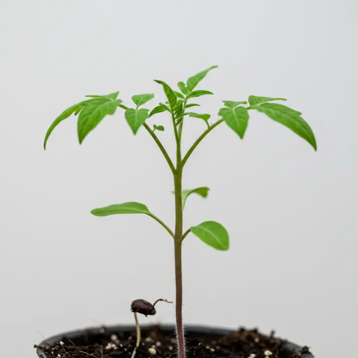 Generate a high-quality, relevant image prompt for an article about: 2 week old tomato plant: Stunni