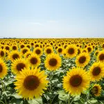generate an eye catching high quality featured im 1758642549