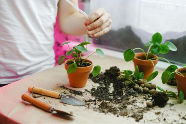 home gardening cultivate your green oasis
