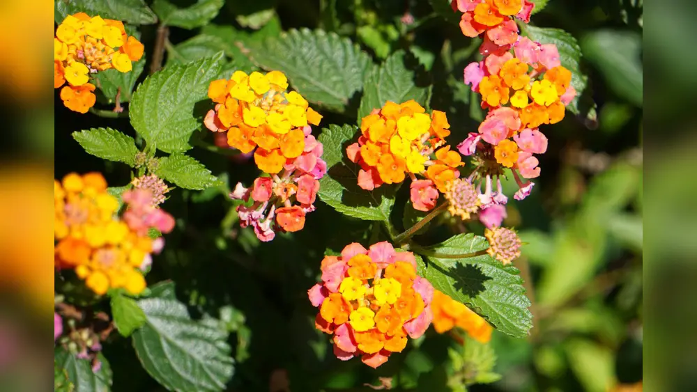 How to Grow Lantana Safely in Florida Without Invasiveness: Expert Tips 10 how to grow lantana safely in florida without invasiveness