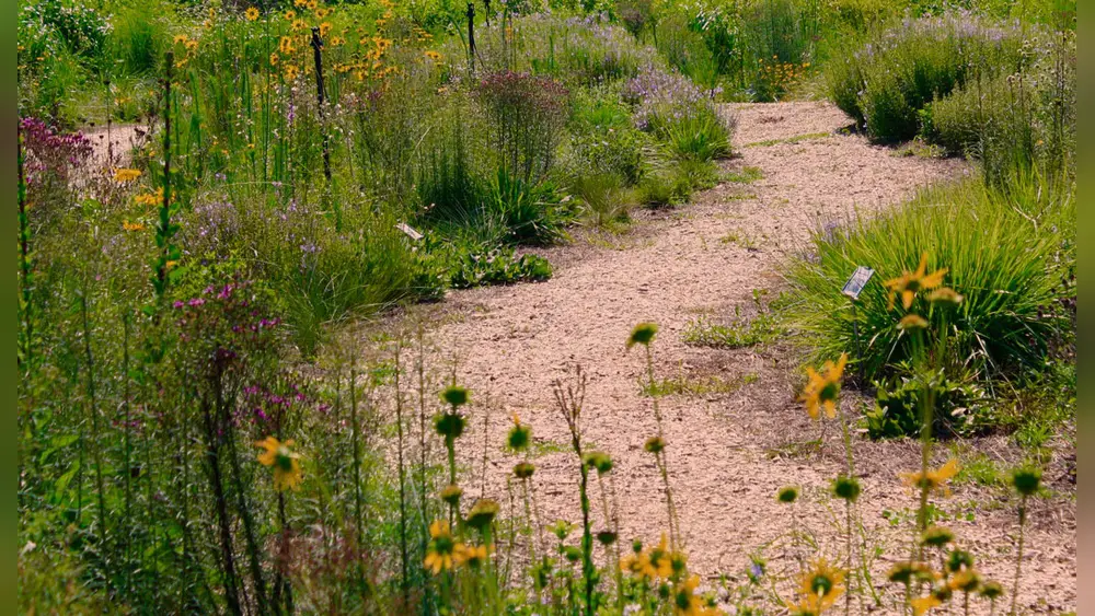 how to plant native wildflowers in central florida soil