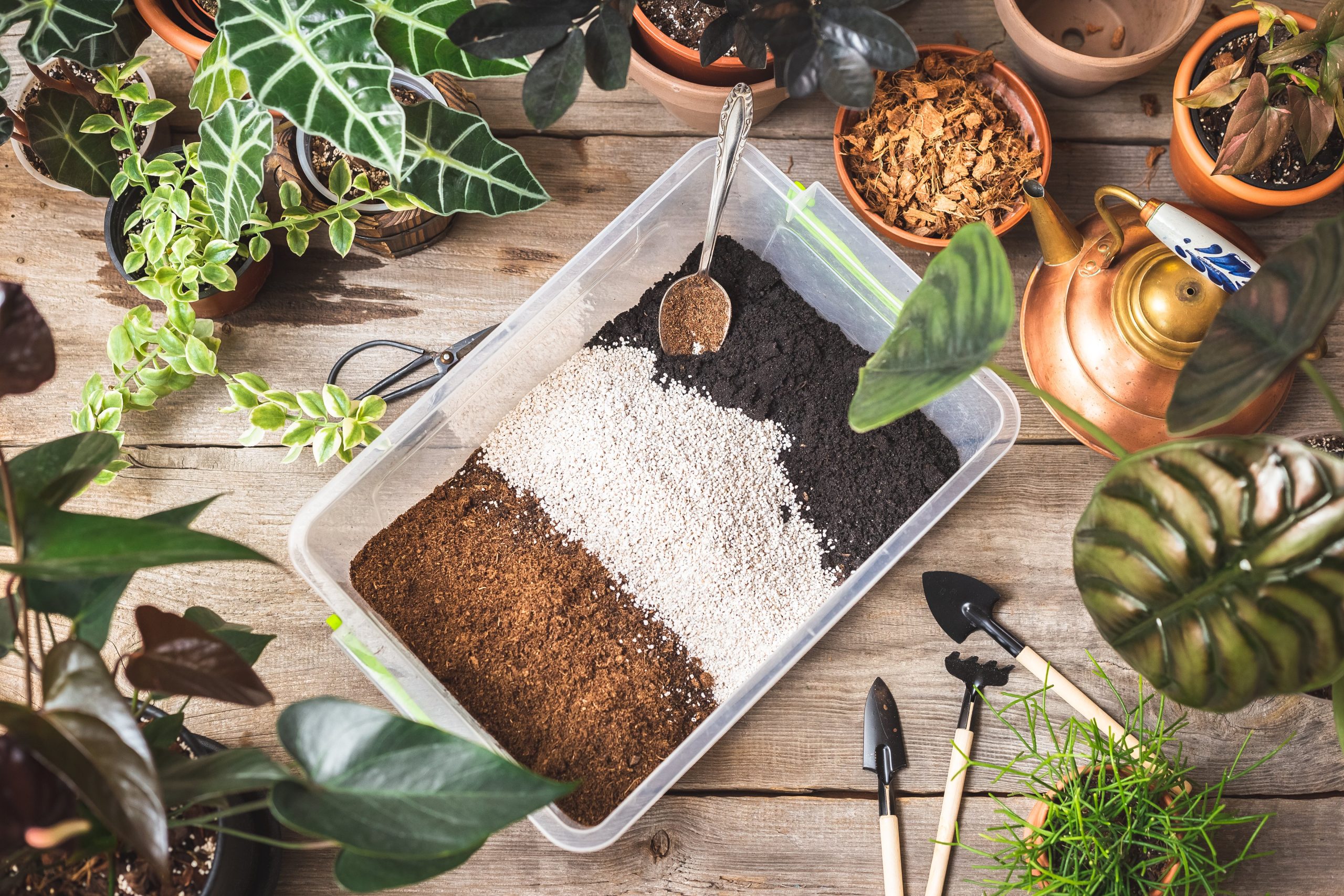 indoor plant care mastering green thumb success scaled