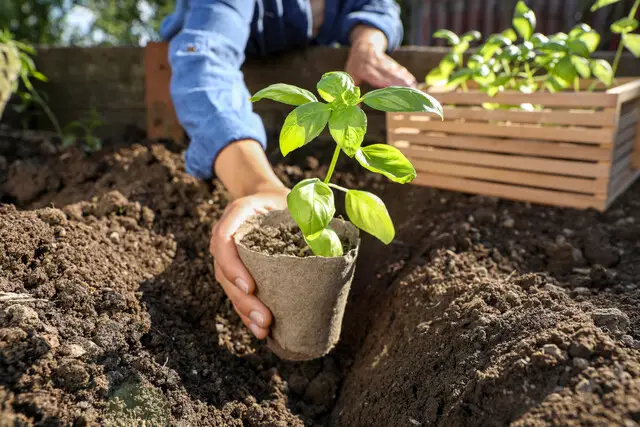 plant care essentials unlock thriving green spaces