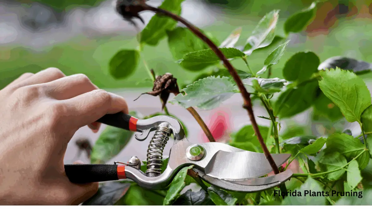 Florida Plants Pruning: A Stunning, Effortless Guide
