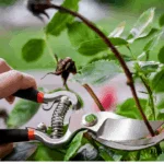 Florida Plants Pruning: A Stunning, Effortless Guide