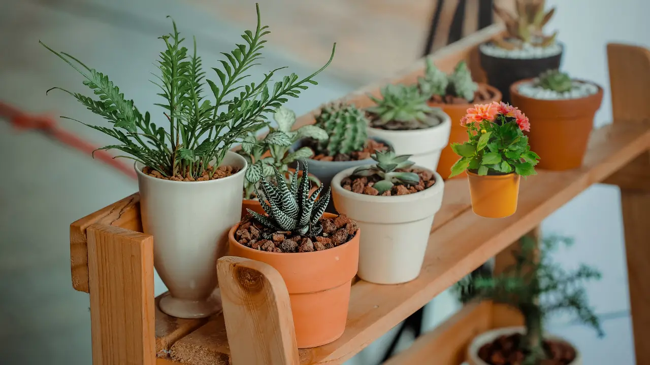 Best Florida Potted Plants: Stunning & Effortless Outdoors