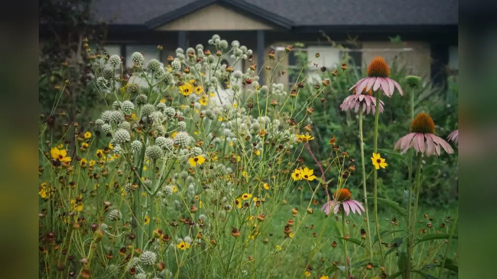 step by step planting coreopsis in florida wildflower meadows