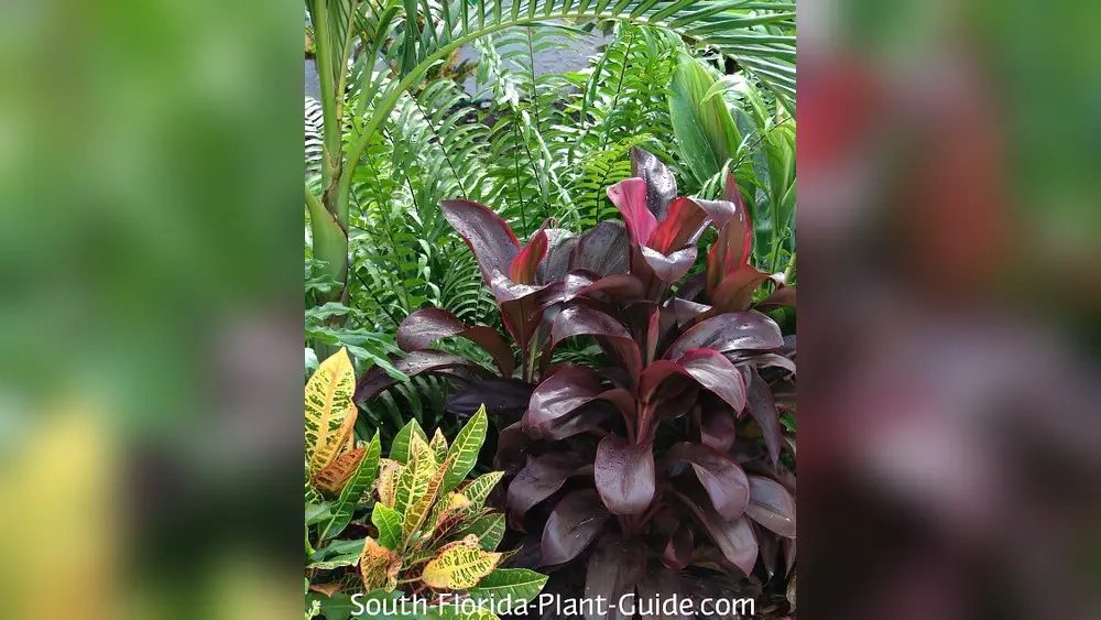 top drought tolerant perennials for south florida yards