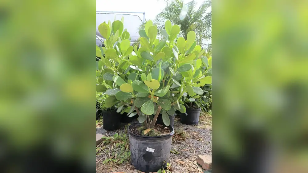 top evergreen flowering shrubs for florida privacy hedges