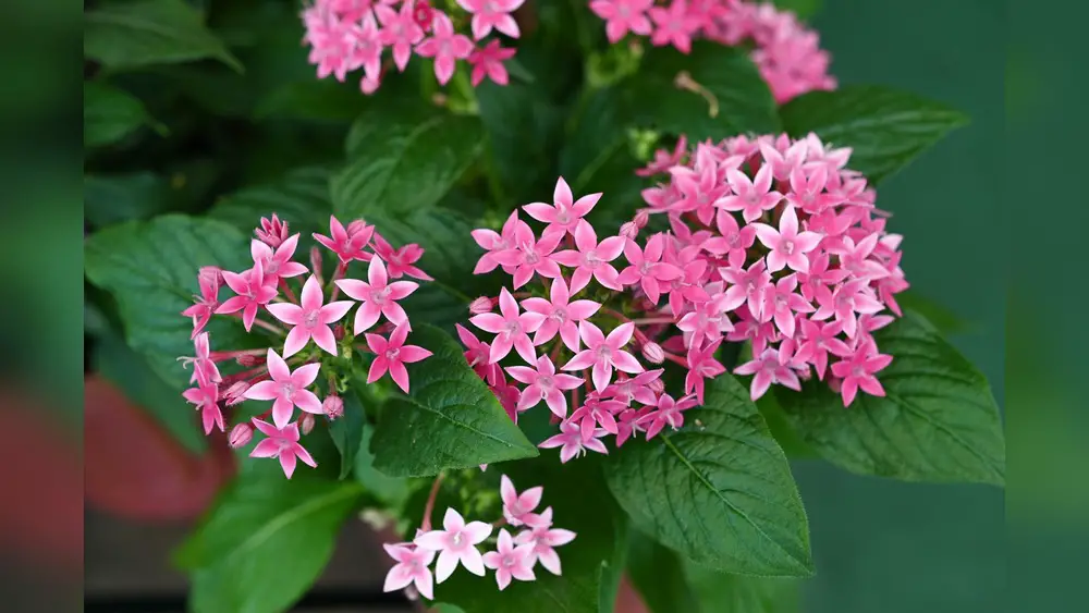 top heat resistant flowers for north florida container gardens