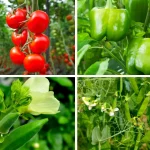 Top 10 Best Vegetables to Grow in South Florida