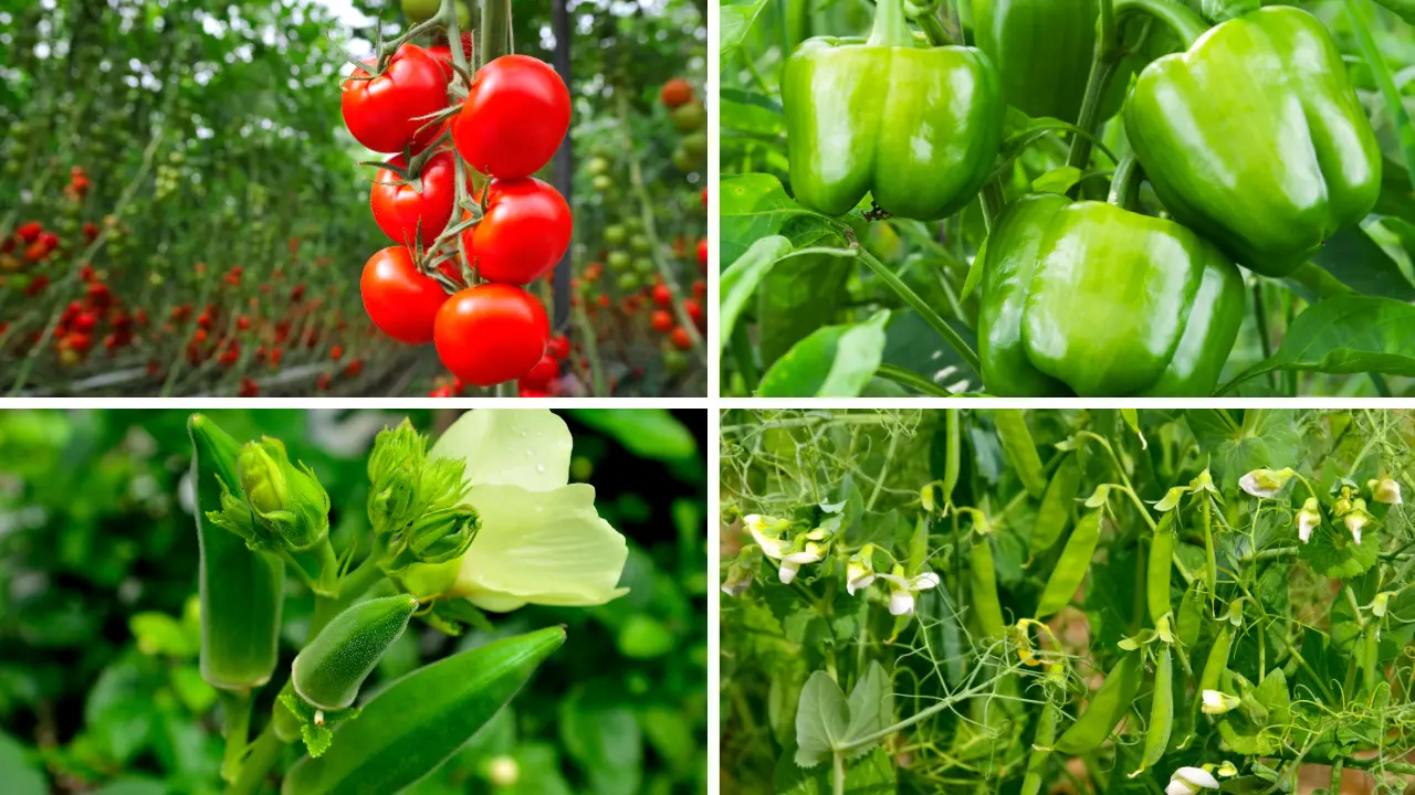 Top 10 Best Vegetables to Grow in South Florida