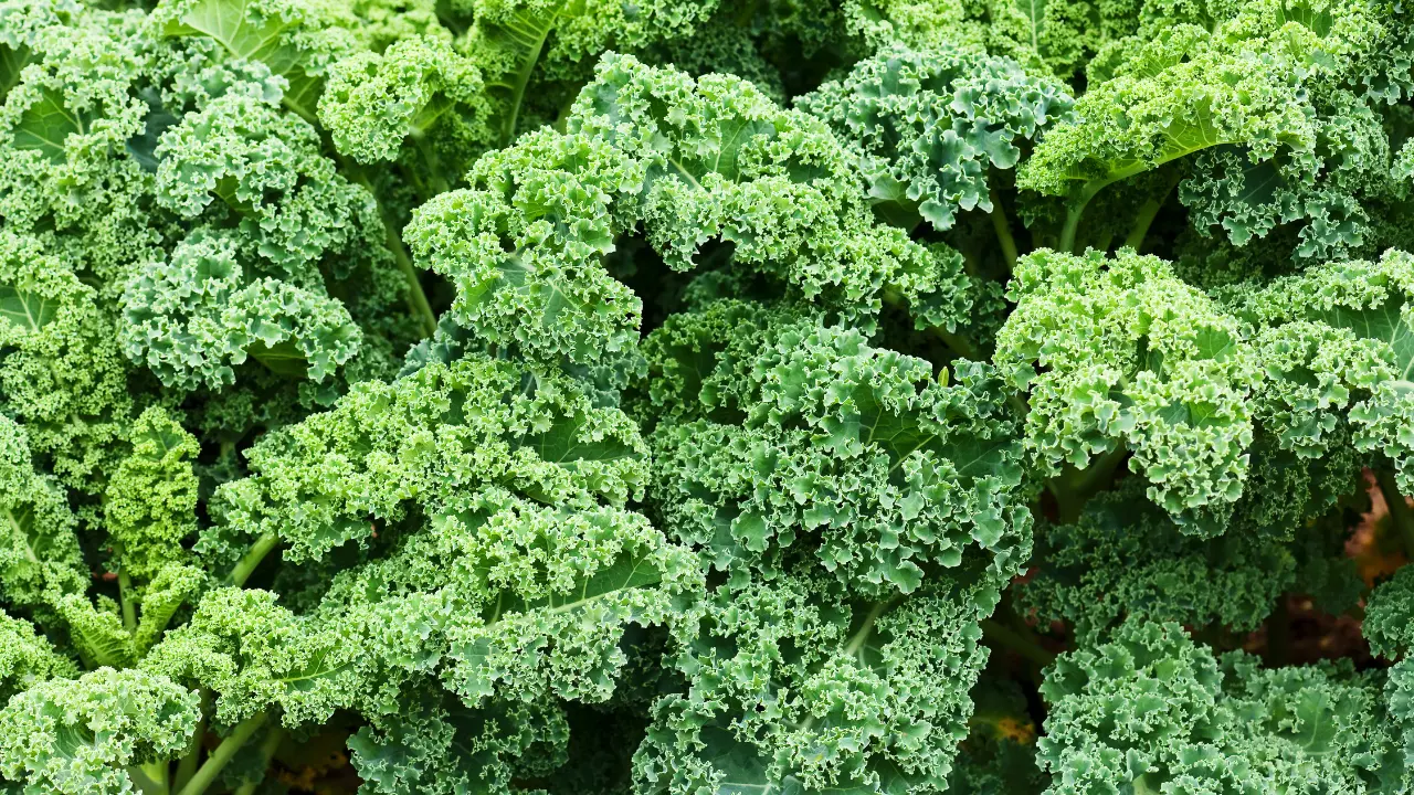 Top 10 Best Vegetables to Grow in South Florida