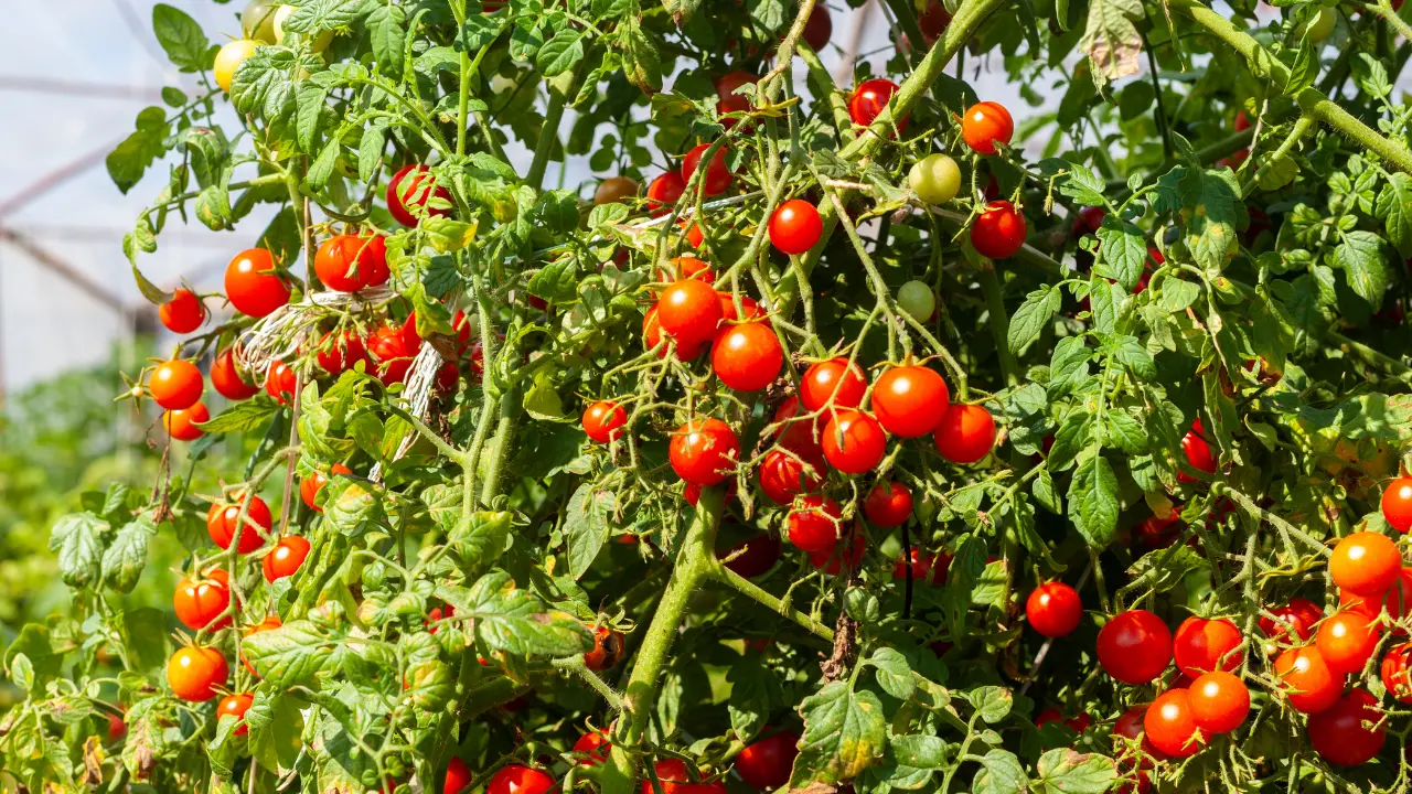 Top 10 Best Vegetables to Grow in South Florida