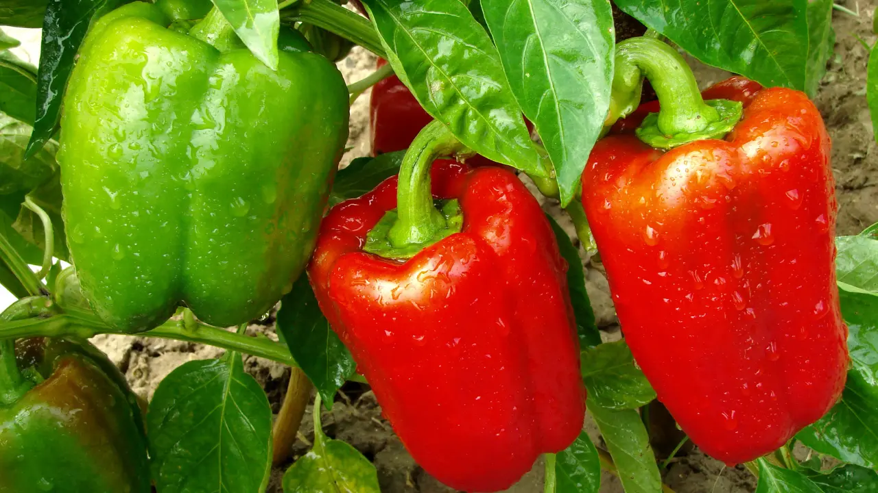 Top 10 Best Vegetables to Grow in South Florida