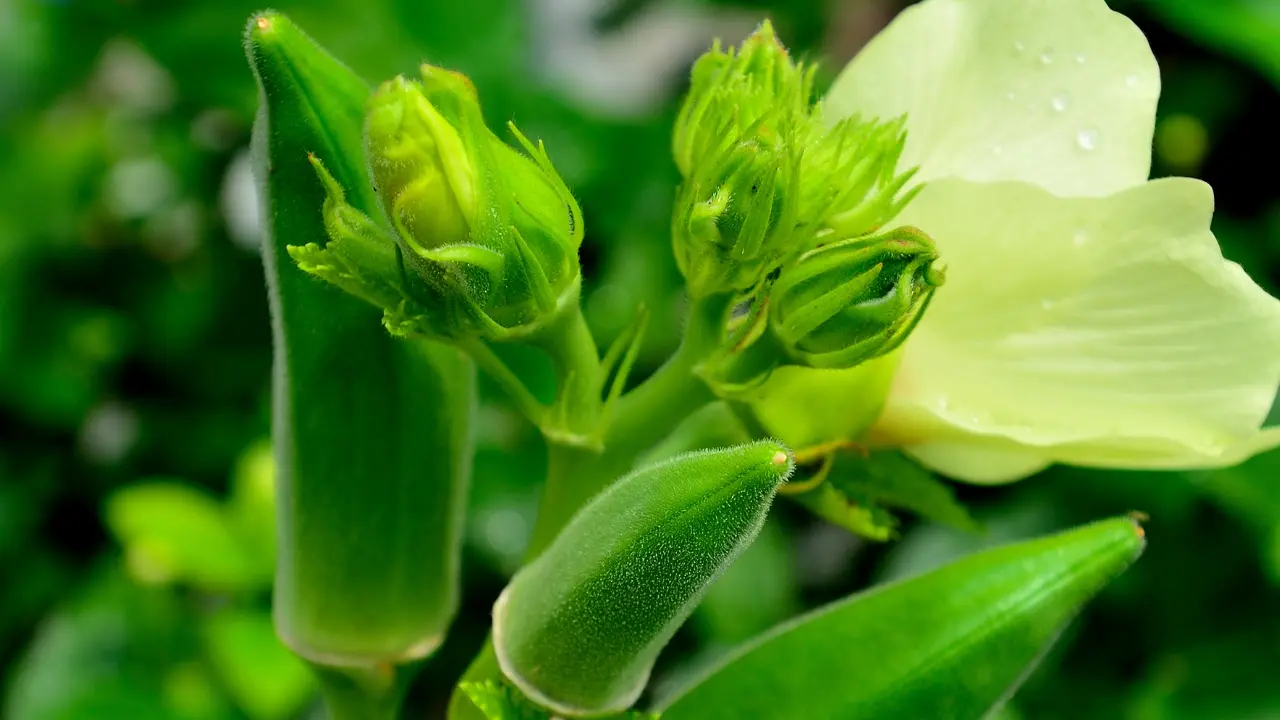 Top 10 Best Vegetables to Grow in South Florida