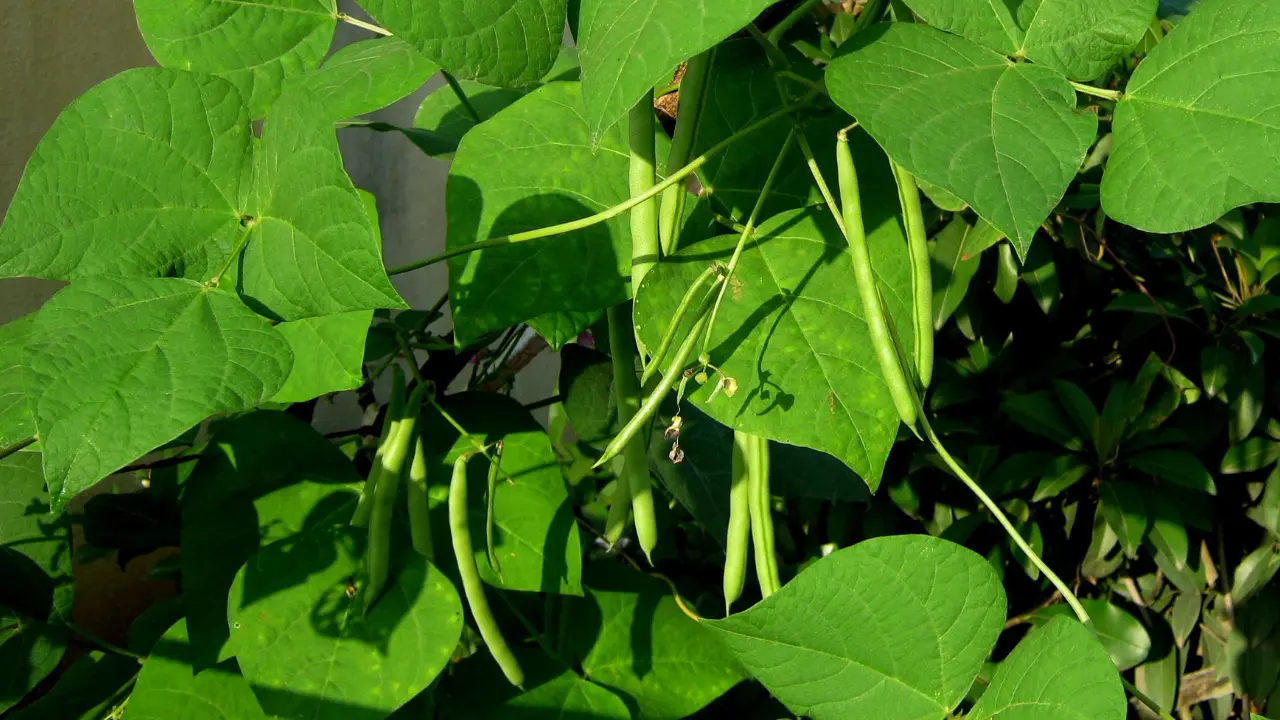 Top 10 Best Vegetables to Grow in South Florida