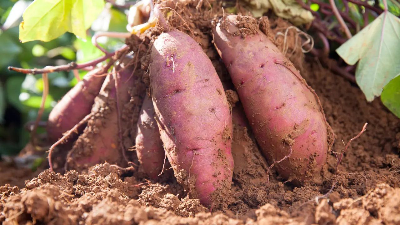 Top 10 Best Vegetables to Grow in South Florida