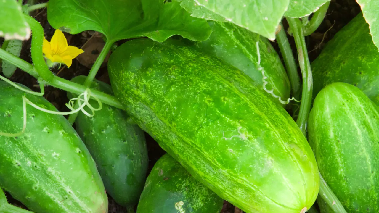 Top 10 Best Vegetables to Grow in South Florida