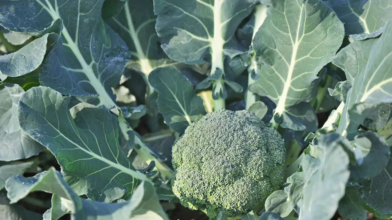 Top 10 Best Vegetables to Grow in South Florida