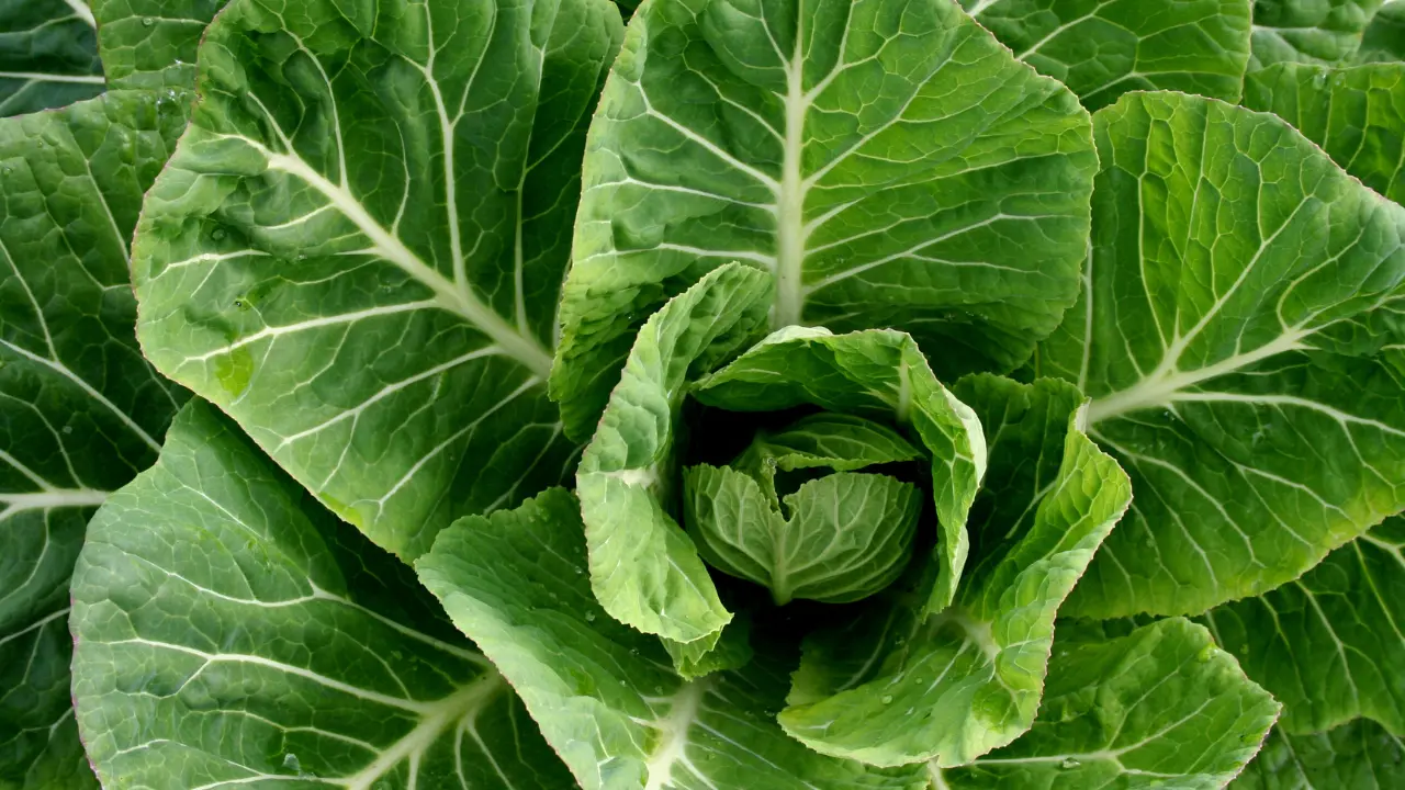 Top 10 Best Vegetables to Grow in South Florida