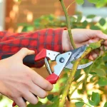how to plant roses from stems easy