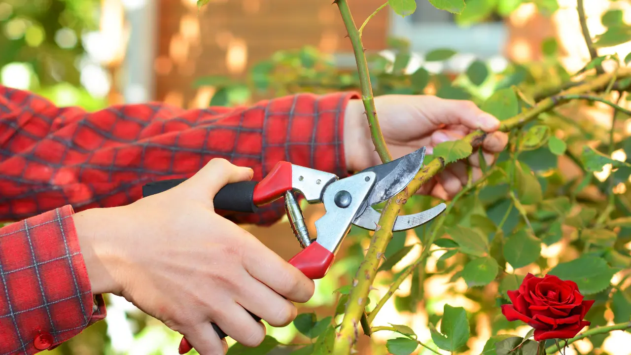 how to plant roses from stems easy