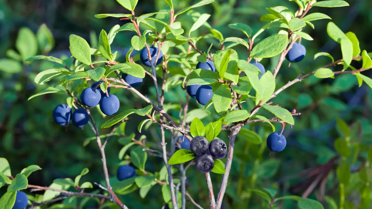 Choosing the Best Container for Indoor Blueberry Bushes: A Complete Guide