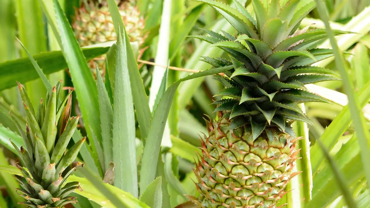 What is the best fertilizer for pineapple plants in florida