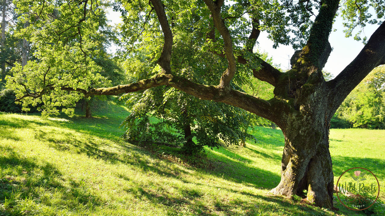 Best Plants for under Oak Trees Florida
