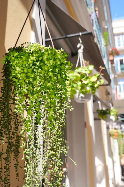 Outdoor Hanging Plants