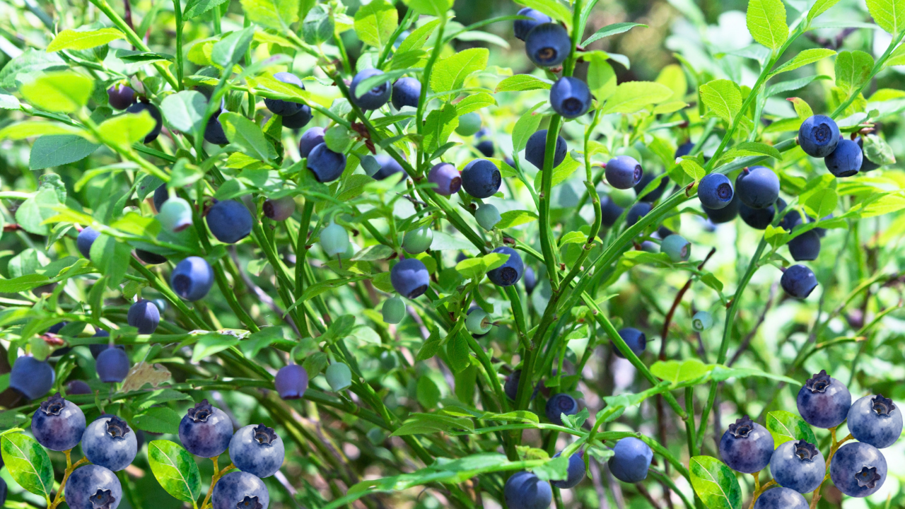 Best Blueberry Plants for Florida