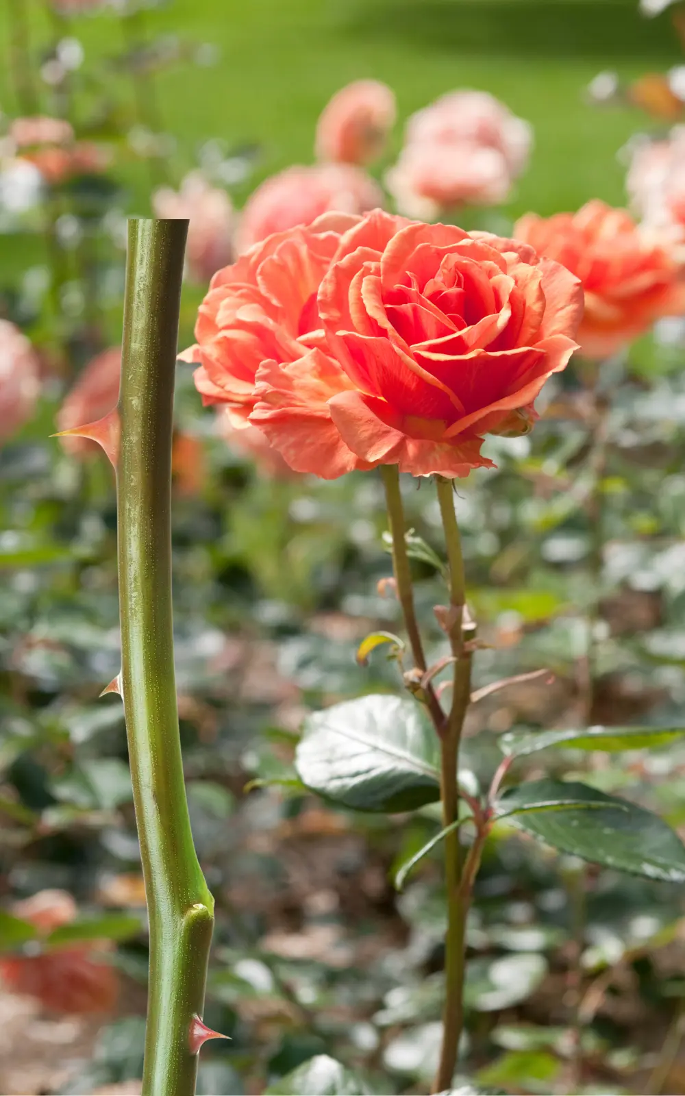 how to plant roses from stems easy