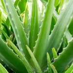 What is the Best Time to Plant and Care for Aloe Vera in Orlando, Florida?