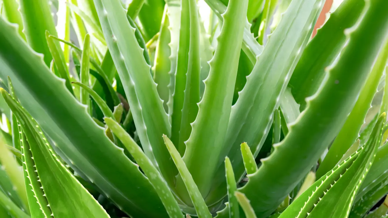 What is the Best Time to Plant and Care for Aloe Vera in Orlando, Florida?