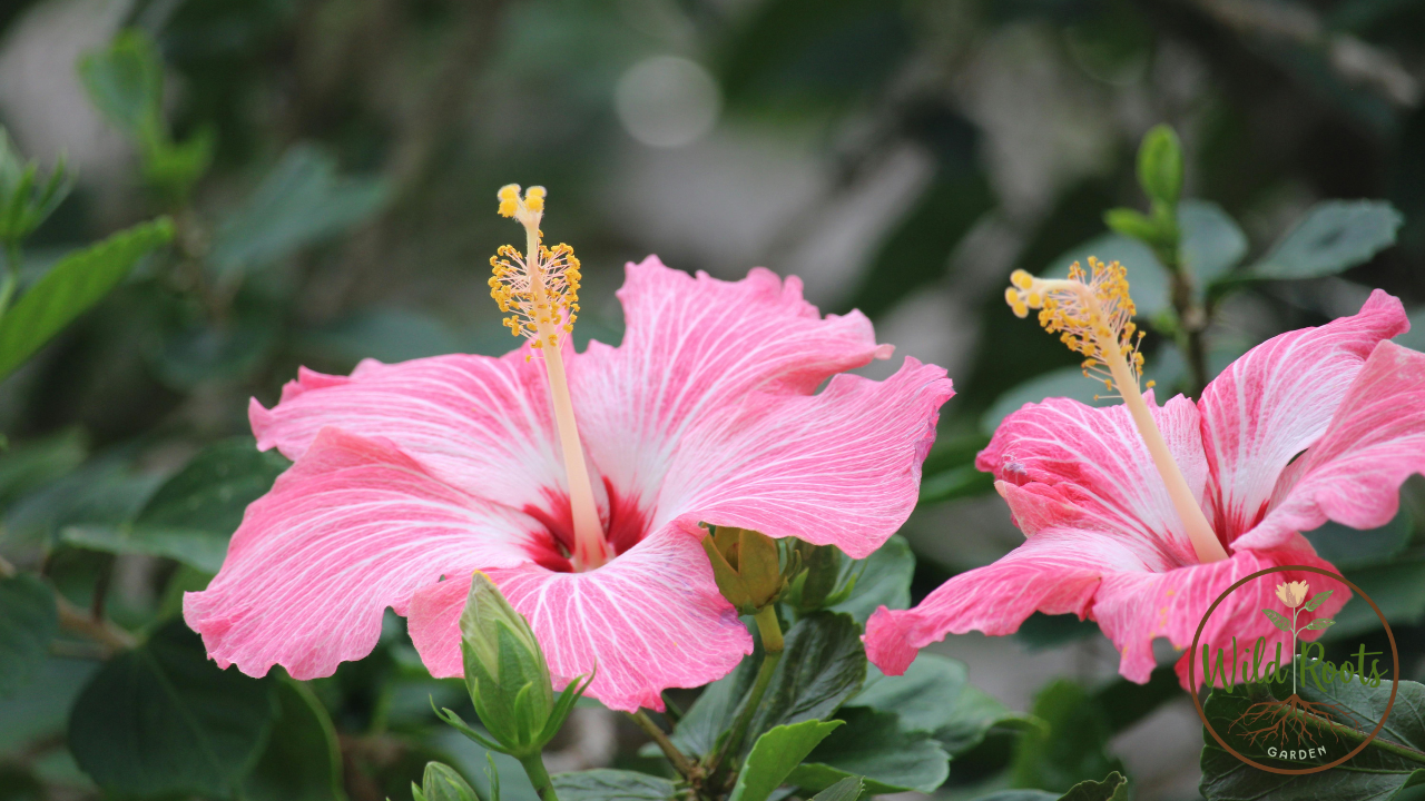 Best California Plants for Full Sun