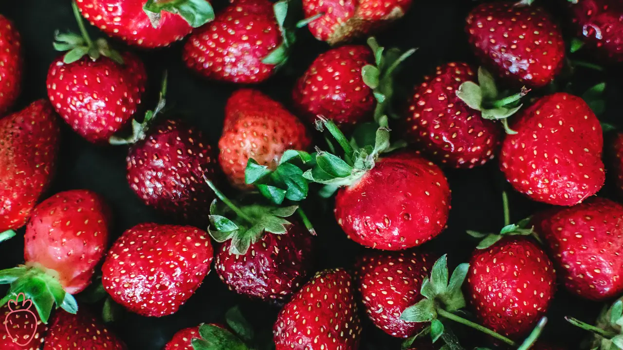 What Is the Best Month for Strawberries in Florida?