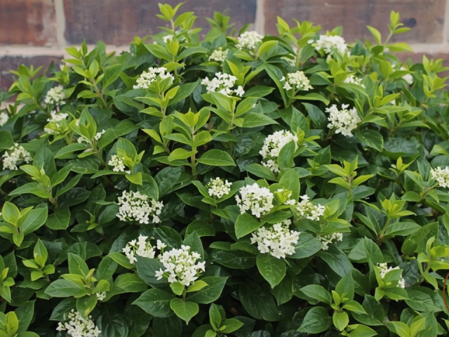 Transform Your Yard: Essential & Stunning best Hedge Plants for South Florida