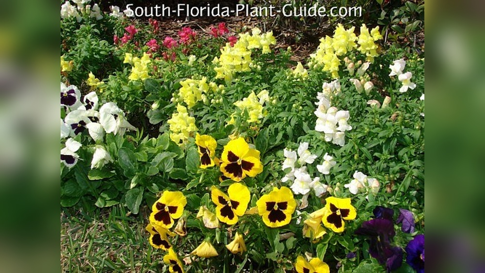 best annual plants for florida