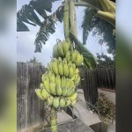best banana plant for florida