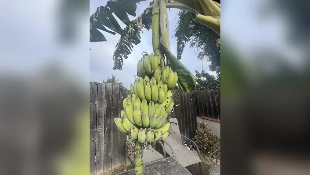 Best Banana Plant for Florida: Top Varieties for Thriving Gardens 1 best banana plant for florida
