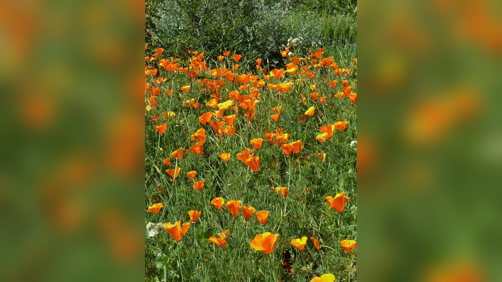 best california plants for full sun