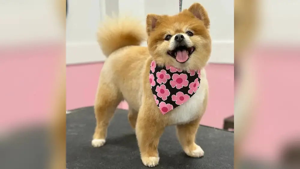 Best Dog Groomers in Palm Beach Gardens for Large Breeds: Top Picks 8 best dog groomers in palm beach gardens for large breeds
