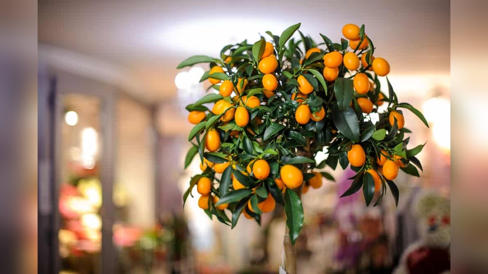 Best Florida Indoor Fruit Plants: Top Picks for Lush Home Gardens