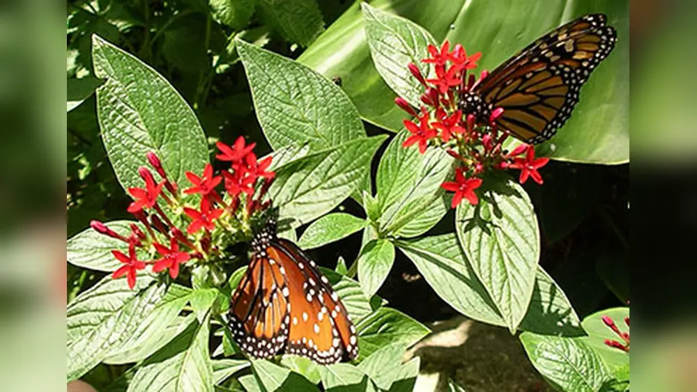 Best Florida Plants for Butterflies: Top Picks to Attract Beauty 1 best florida plants for butterflies
