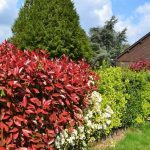 best florida plants for privacy